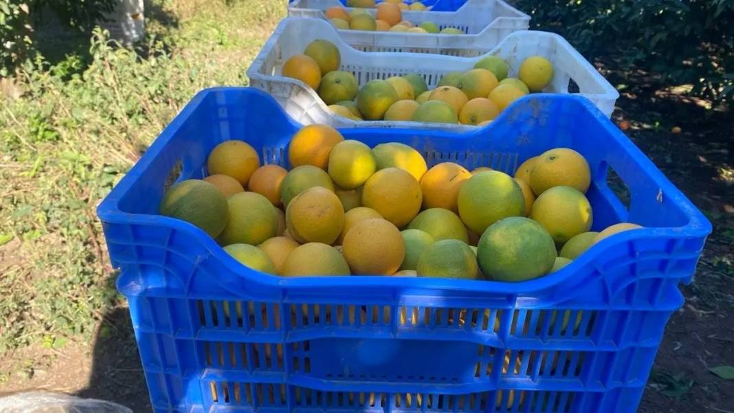 Tescilli Finike Portakalında Üreticinin Yüzü Güldü 1